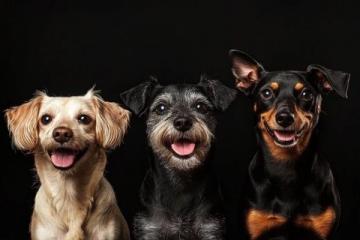 寵物狗狗排行指南:選擇適合您家庭的最佳犬種