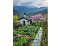 

貴州春食盛宴：舌尖上的春意盎然，自然與美食的交響曲