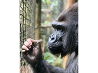 倚天三大神獸一文中的靈猿、血蛙和白猿,能讓你瞬間明白武俠世界里的高手們都在爭奪的"九陽真經"究竟是什么。