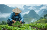 三月采艾草做艾糍正當時，玉林鄉(xiāng)村美味攻略