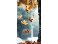 秋雨綿綿，氣溫下降