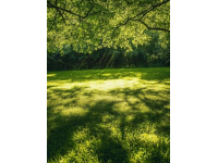 在植樹節(jié)這天過生日，給自己一點(diǎn)儀式感，簡(jiǎn)單而美好