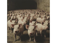 豬肉不香的真實原因與飼料無關？農科院李文娟教授親自證實