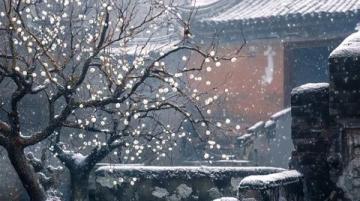2025年正月十三午間賞古詩正月十三日韓淲筆下的春雪與梅柳美景