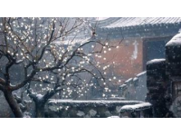 2025年正月十三午間賞古詩正月十三日韓淲筆下的春雪與梅柳美景