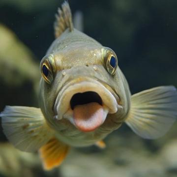 大眼鯛也叫大眼雞魚(大眼魚美食)