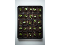 你知道這能食用的植物幼苗嗎？