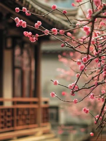 四日三夜武漢賞櫻游：暢游各大精華景點攻略