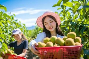 石屏春菜新鮮上市 售價高達200元/市斤