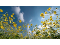 中國最美油菜花海，春游云南必去景點，錯過等一年！