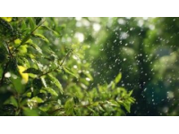 雨聲織春網(wǎng)，心靜自生菩提