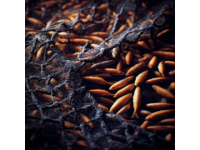 巢湖銀魚(yú)：細(xì)長(zhǎng)透明的鮮美佳肴營(yíng)養(yǎng)價(jià)值高