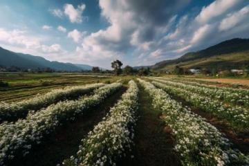 高明茶山徒步線路:尋找鄉間美食和自然風景