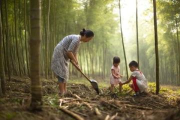 打卡福州國家森林公園竹園，200多種竹子讓你大開眼界！