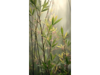 打卡福州國家森林公園竹園，200多種竹子讓你大開眼界！