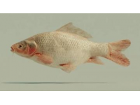 一條七斤重的水庫魚，五人食根本吃不消，售價三十元一斤
