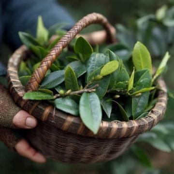 每天一杯普洱茶,身體會收獲哪些驚喜?