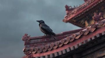 你可能沒(méi)注意到，但故宮的屋頂上為什么幾乎沒(méi)有鳥屎?