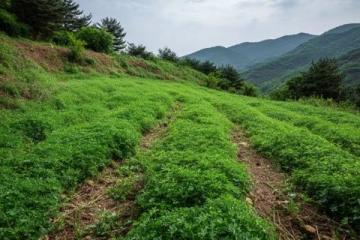 春暖花開的伊犁古道,帶我走進(jìn)了綠意盎然的美麗世界