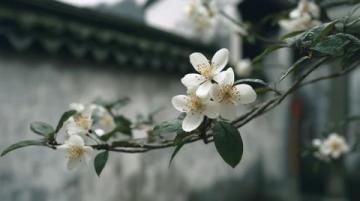 面朝大海春暖花開：湛江深度游，美食美景相伴的香煎帶魚教程