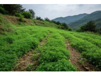 春暖花開的伊犁古道,帶我走進了綠意盎然的美麗世界