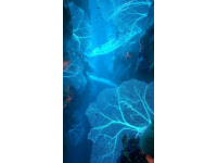 深圳周邊游珠海海洋王國太好玩了吧