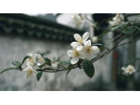 面朝大海春暖花開：湛江深度游，美食美景相伴的香煎帶魚教程