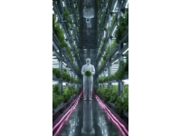 從水培到餐桌：周六的慢生活故事