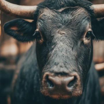 2025年驢肉價格飆升，驢肉火燒比奶茶還貴！背后真相揭秘