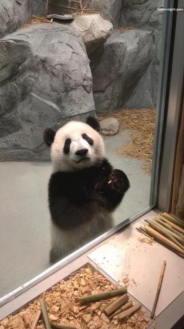 2歲北極看熊,4歲南極看企鵝!這個杭州娃可能創造了世界紀錄!如果有機會