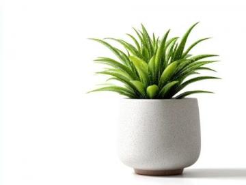 室內綠植養護攻略:揭秘滴水觀音的五大護理技巧