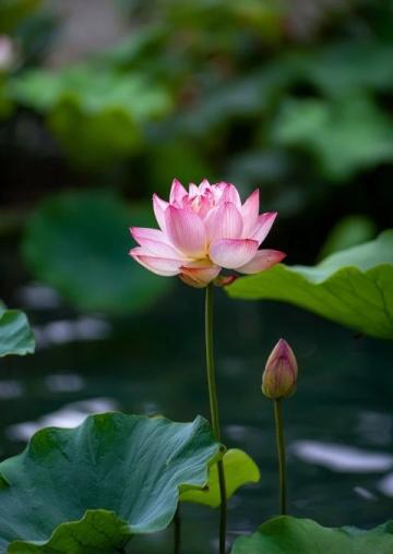 廣東老板創(chuàng)新魚塘經(jīng)營(yíng)策略：從單一產(chǎn)品到多樣化服務(wù)的成功轉(zhuǎn)型