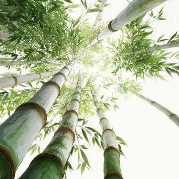 春筍鮮嫩上市,春日味蕾盛宴,探尋健康活力之源