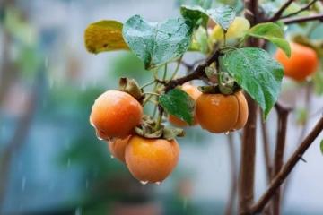 廣西大學(xué)生李帥入贅桂林,種植甜脆柿子,日賺500多元