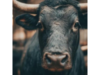2025年驢肉價格飆升，驢肉火燒比奶茶還貴！背后真相揭秘