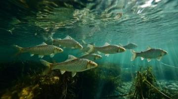 野生黃翅魚：近海經(jīng)濟(jì)價(jià)值高，蔡瀾稱其為“世界最美味