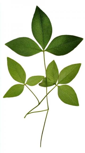 番薯葉怎么做好吃又香(番薯葉怎么做好吃?加上一把大蒜,掌握3步)