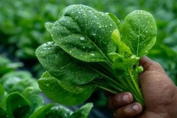 科學施肥，享受綠色種植，提升蔬菜品質