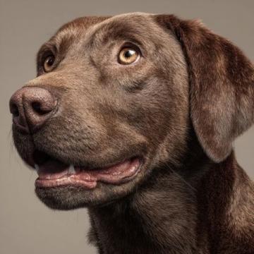 如何有效護理拉布拉多犬的牙齒健康？