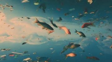 阜陽河道刀魚泛濫村民狂撈背后是生態(tài)改善信號？