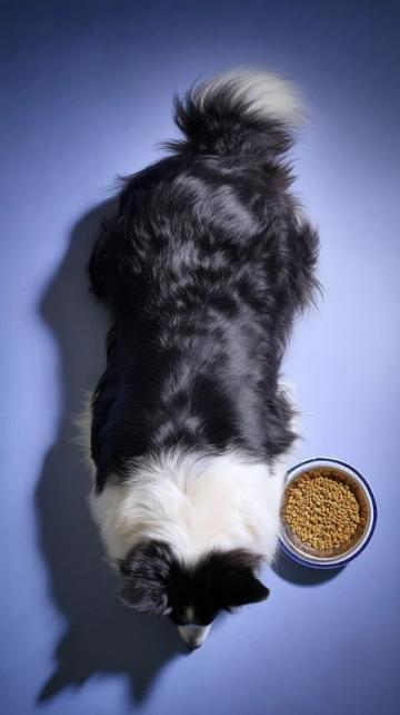 寵物養護專家徐藝桓：狗狗腎臟保健美食推薦