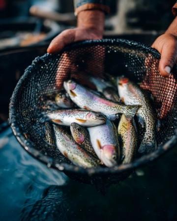 麗水:水質優良的溪魚天堂,華東野生魚類基因庫