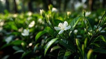 心馳神往！廣西橫州茉莉花之旅不容錯過