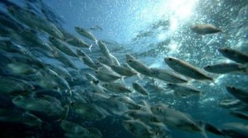 野生黃翅魚：近海經(jīng)濟(jì)價(jià)值高，蔡瀾稱其為“世界最美味