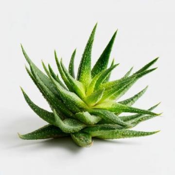 陽臺上的“急救小能手”：蘆薈的多重神奇功效