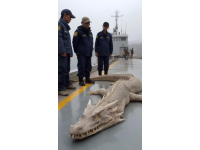 野生黃翅魚：近海經(jīng)濟(jì)價(jià)值高，蔡瀾稱其為“世界最美味