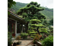 到高密城郊雙羊鎮(zhèn)云來(lái)山莊，品農(nóng)家樂(lè)的野味盛宴