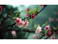 武漢櫻花季：賞花拍照與必嘗美食攻略