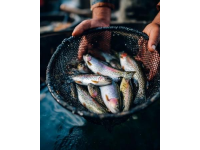麗水：水質優良的溪魚天堂，華東野生魚類基因庫