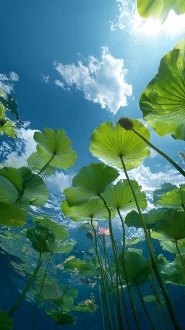 廣東老板創(chuàng)新魚塘經(jīng)營(yíng)策略：從單一產(chǎn)品到多樣化服務(wù)的成功轉(zhuǎn)型
